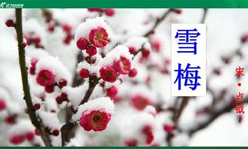 雪梅的诗句_关于雪梅的诗句