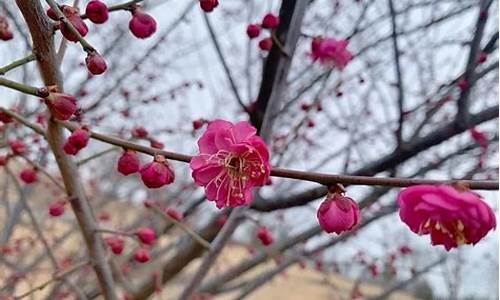 闻说梅花早_闻说梅花早 何如北地春