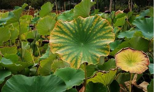 菡萏香销翠叶残_菡萏香销翠叶残,西风愁起绿波间